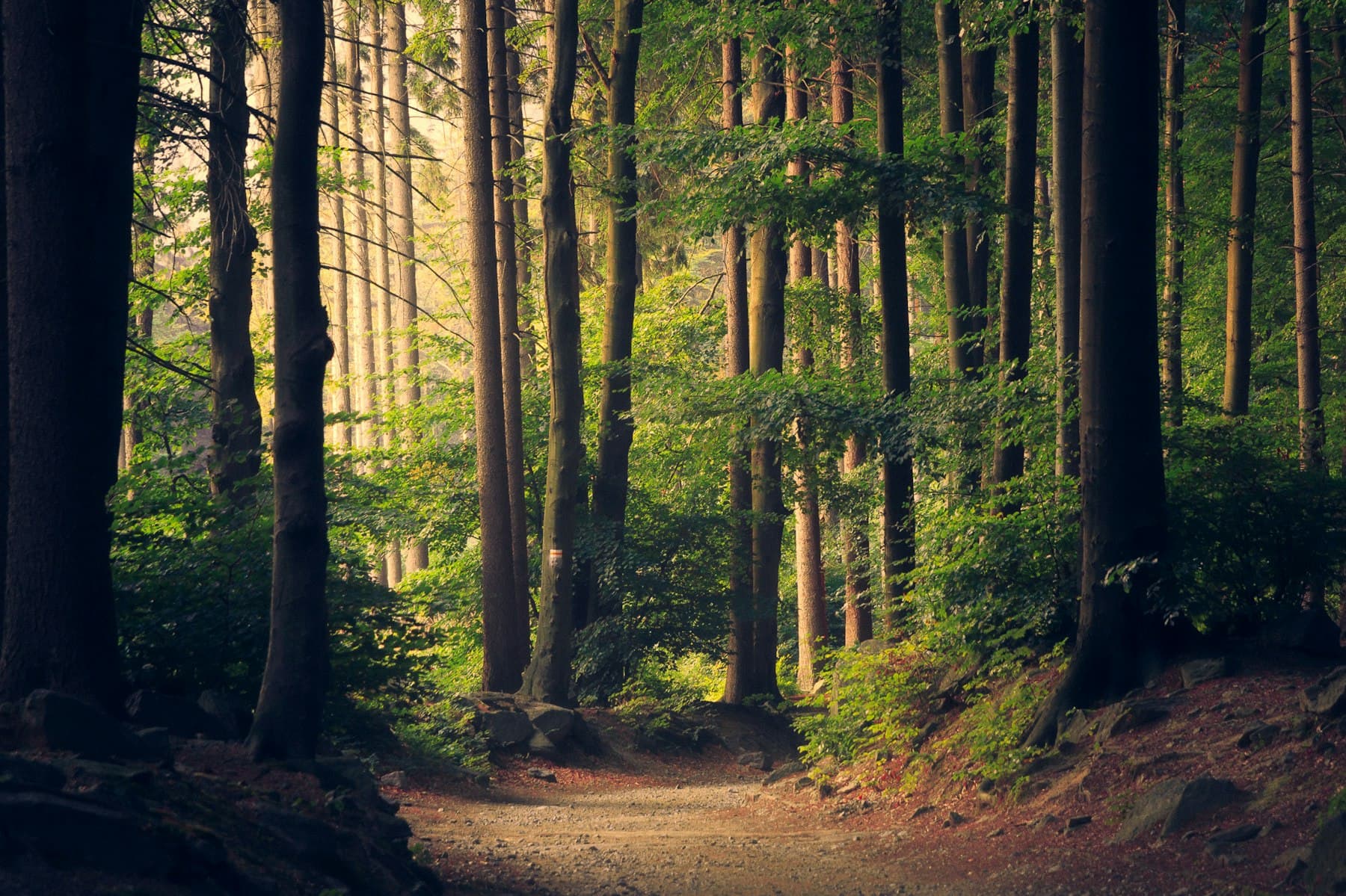 山道与树林
